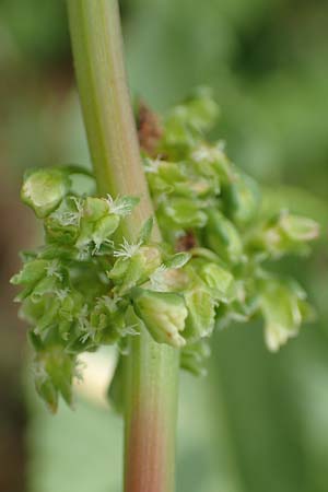 Rumex cristatus \ Griechischer Ampfer, Kammfrmiger Ampfer / Greek Dock, D Würzburg 17.5.2018