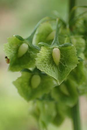 Rumex cristatus \ Griechischer Ampfer, Kammfrmiger Ampfer / Greek Dock, D Würzburg 17.5.2018