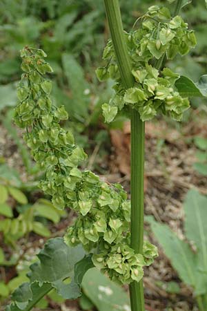 Rumex cristatus \ Griechischer Ampfer, Kammfrmiger Ampfer / Greek Dock, D Würzburg 17.5.2018