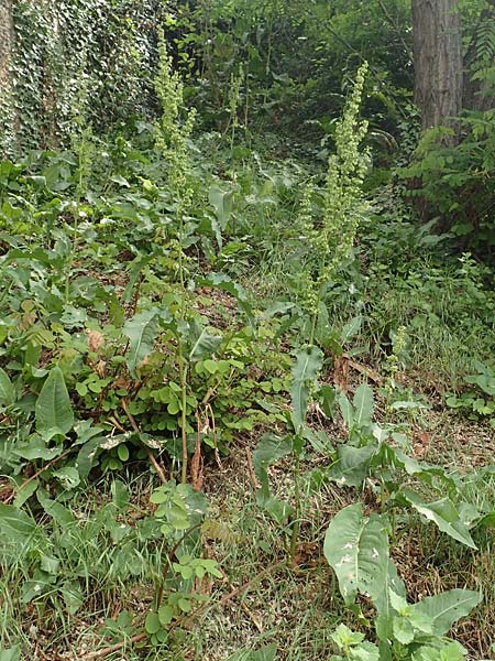 Rumex cristatus \ Griechischer Ampfer, Kammfrmiger Ampfer / Greek Dock, D Würzburg 17.5.2018