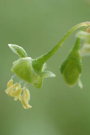 Rumex cristatus \ Griechischer Ampfer, Kammfrmiger Ampfer / Greek Dock, D Würzburg 17.5.2018