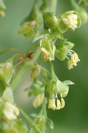 Rumex cristatus \ Griechischer Ampfer, Kammfrmiger Ampfer / Greek Dock, D Würzburg 17.5.2018