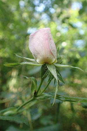 Rosa canina \ Hunds-Rose / Dog Rose, Wild Briar, D Mannheim 18.5.2018
