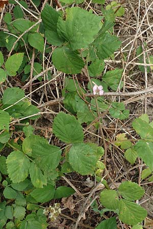 Rubus conspicuus \ Ansehnliche Brombeere / Bonny Bramble, D Odenwald, Mörlenbach 5.7.2018