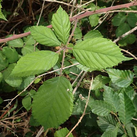 Rubus conspicuus \ Ansehnliche Brombeere / Bonny Bramble, D Odenwald, Mörlenbach 5.7.2018