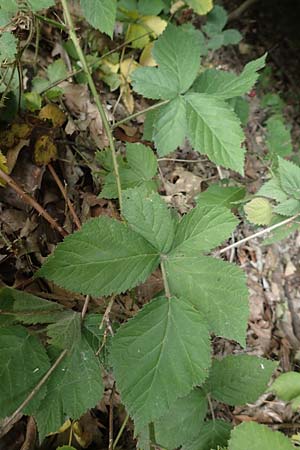 Rubus spec1 ? \ Brombeere, D Herne 27.7.2019