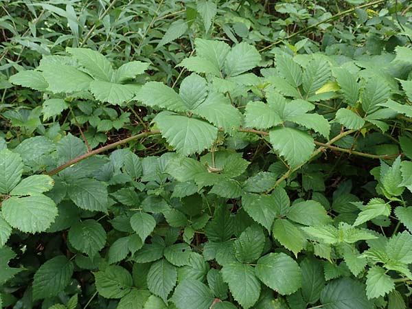 Rubus conspicuus ? \ Ansehnliche Brombeere / Bonny Bramble, D Karlsruhe 14.8.2019