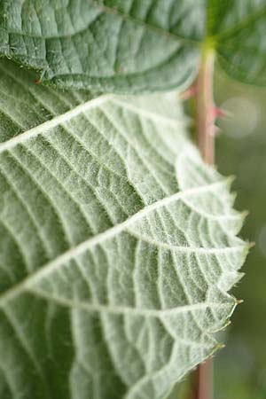 Rubus canaliculatus \ Rinnige Brombeere / Grooved Bramble, D Rheinstetten-Silberstreifen 18.8.2019