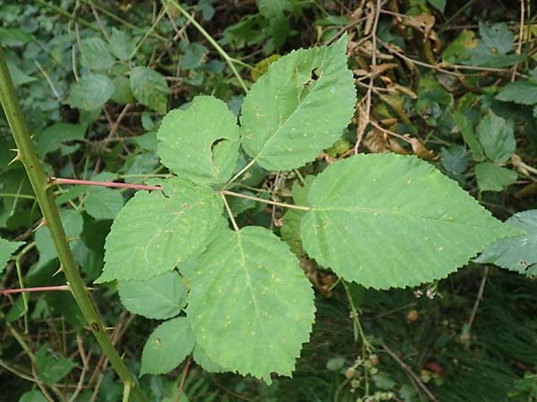 Rubus canaliculatus \ Rinnige Brombeere / Grooved Bramble, D Ettlingen-Schluttenbach 18.8.2019