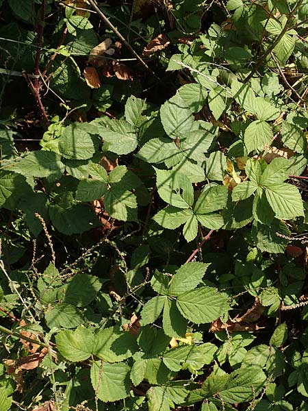 Rubus cuspidatus \ Zugespitzte Haselblatt-Brombeere / Cuspidate Bramble, D Eppingen-Elsenz 11.9.2019