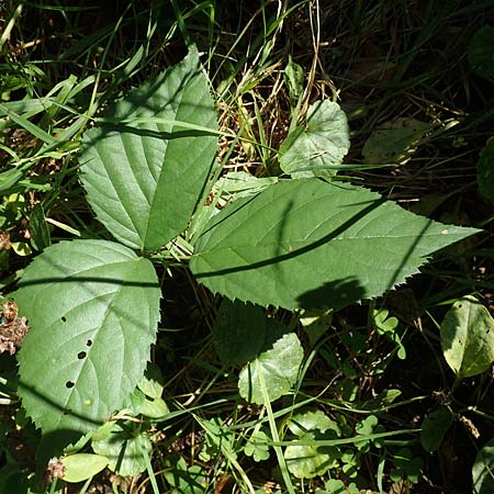 Rubus condensatus \ Gedrngtbltige Brombeere, D Bretten-Bauerbach 11.9.2019