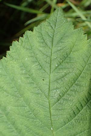 Rubus calvus \ Kahlkpfige Haselblatt-Brombeere / Bald-Headed Bramble, D Spessart, Mernes 20.6.2020