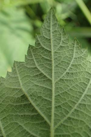 Rubus calvus \ Kahlkpfige Haselblatt-Brombeere / Bald-Headed Bramble, D Spessart, Mernes 20.6.2020