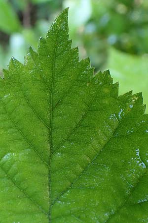 Rubus calvus \ Kahlkpfige Haselblatt-Brombeere / Bald-Headed Bramble, D Spessart, Obersinn 21.6.2020