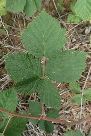 Rubus camptostachys \ Bewimperte Haselblatt-Brombeere / Hairy Bramble, D Siegbach-Übernthal 22.6.2020