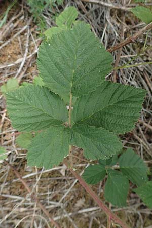 Rubus camptostachys \ Bewimperte Haselblatt-Brombeere / Hairy Bramble, D Siegbach-Übernthal 22.6.2020
