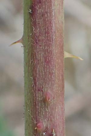 Rubus camptostachys \ Bewimperte Haselblatt-Brombeere / Hairy Bramble, D Siegbach-Übernthal 22.6.2020