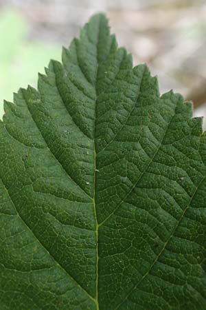 Rubus camptostachys \ Bewimperte Haselblatt-Brombeere / Hairy Bramble, D Siegbach-Übernthal 22.6.2020