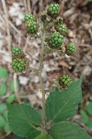 Rubus adspersus \ Hainbuchenblttrige Brombeere / Beech-Leaved Bramble, D Wankumer Heide 27.7.2020