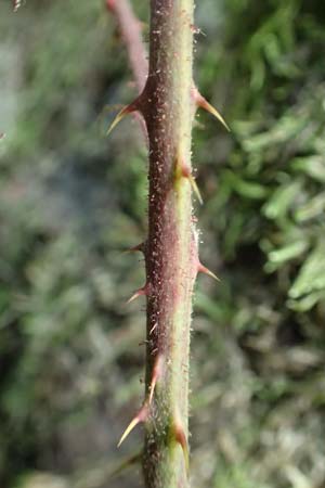 Rubus camptostachys \ Bewimperte Haselblatt-Brombeere / Hairy Bramble, D Bochum 28.7.2020