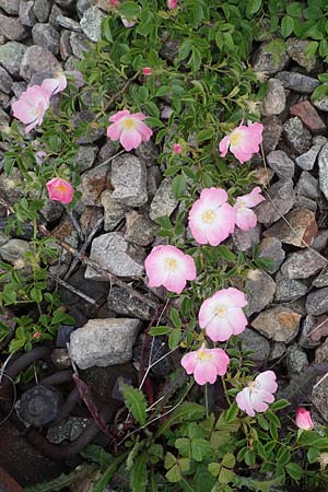 Rosa canina, Hunds-Rose