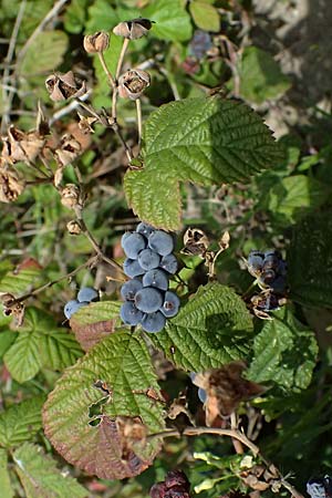 Rubus caesius \ Kratzbeere / Dewberry, D Mannheim 23.8.2025