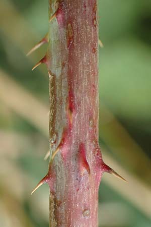 Rubus durospinosus \ Hartstachelige Haselblatt-Brombeere, D Odenwald, Mörlenbach 5.7.2018