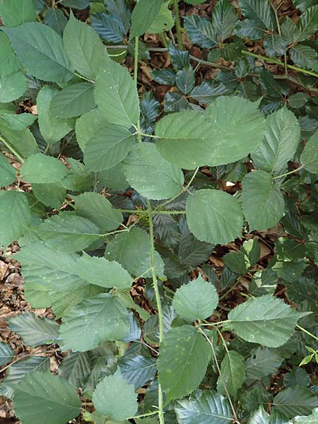 Rubus distractus \ Auseinandergezogene Brombeere, Spreizrispige Brombeere / Splayed-Panicle Bramble, D Warburg-Herlinghausen 29.7.2020