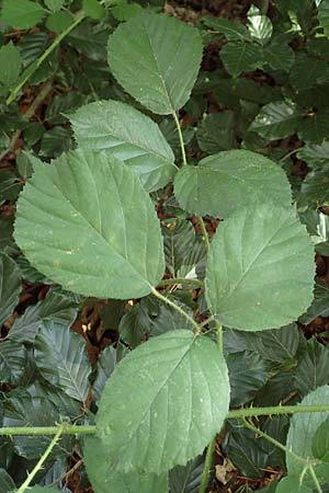 Rubus distractus \ Auseinandergezogene Brombeere, Spreizrispige Brombeere / Splayed-Panicle Bramble, D Warburg-Herlinghausen 29.7.2020