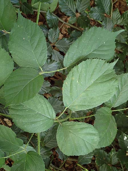 Rubus distractus \ Auseinandergezogene Brombeere, Spreizrispige Brombeere / Splayed-Panicle Bramble, D Warburg-Herlinghausen 29.7.2020