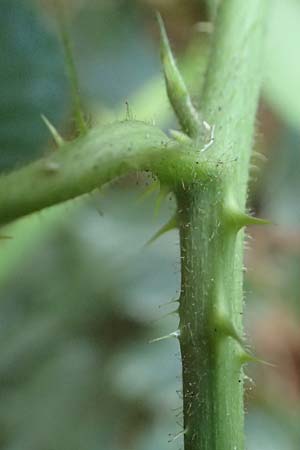 Rubus distractus \ Auseinandergezogene Brombeere, Spreizrispige Brombeere / Splayed-Panicle Bramble, D Warburg-Herlinghausen 29.7.2020