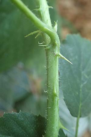 Rubus distractus \ Auseinandergezogene Brombeere, Spreizrispige Brombeere / Splayed-Panicle Bramble, D Warburg-Herlinghausen 29.7.2020