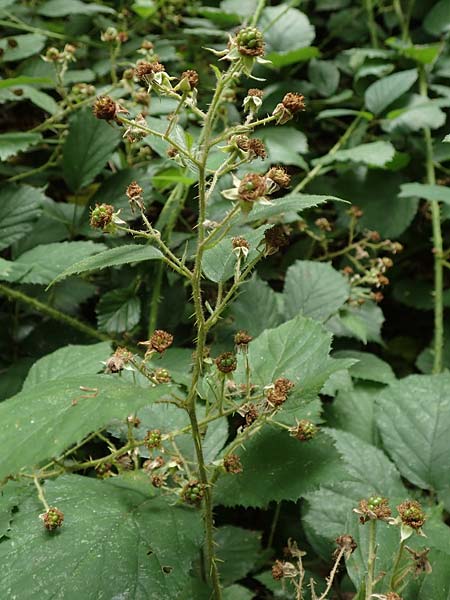 Rubus distractus \ Auseinandergezogene Brombeere, Spreizrispige Brombeere / Splayed-Panicle Bramble, D Warburg-Herlinghausen 29.7.2020