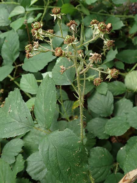 Rubus distractus \ Auseinandergezogene Brombeere, Spreizrispige Brombeere / Splayed-Panicle Bramble, D Warburg-Herlinghausen 29.7.2020