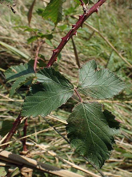 Rubus pseudothyrsanthus ? \ Falsche Straublten-Brombeere / False Grabowski's Bramble, D Hohwacht 14.9.2021