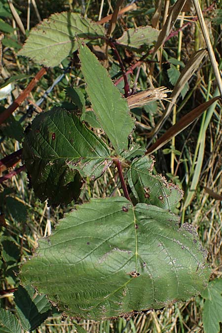 Rubus pseudothyrsanthus ? \ Falsche Straublten-Brombeere / False Grabowski's Bramble, D Hohwacht 14.9.2021