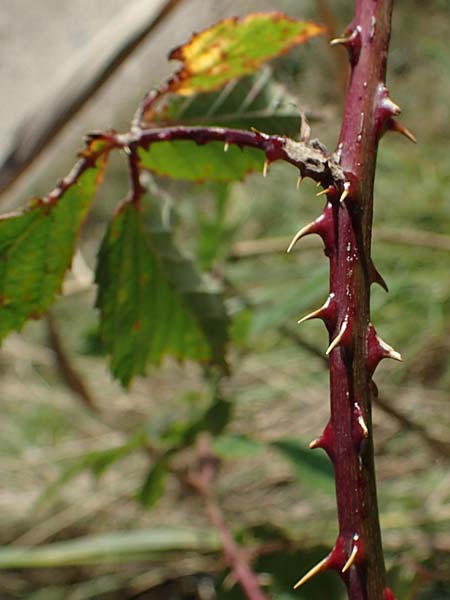 Rubus pseudothyrsanthus ? \ Falsche Straublten-Brombeere / False Grabowski's Bramble, D Hohwacht 14.9.2021