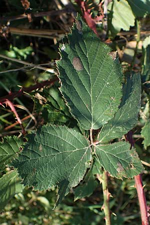 Rubus pseudothyrsanthus ? \ Falsche Straublten-Brombeere / False Grabowski's Bramble, D Hohwacht 14.9.2021