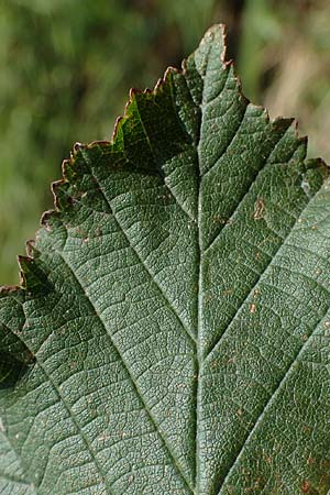 Rubus pseudothyrsanthus ? \ Falsche Straublten-Brombeere / False Grabowski's Bramble, D Hohwacht 14.9.2021