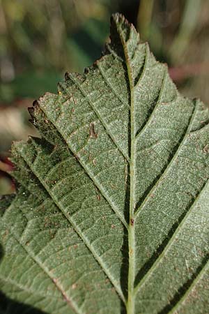 Rubus pseudothyrsanthus ? \ Falsche Straublten-Brombeere / False Grabowski's Bramble, D Hohwacht 14.9.2021