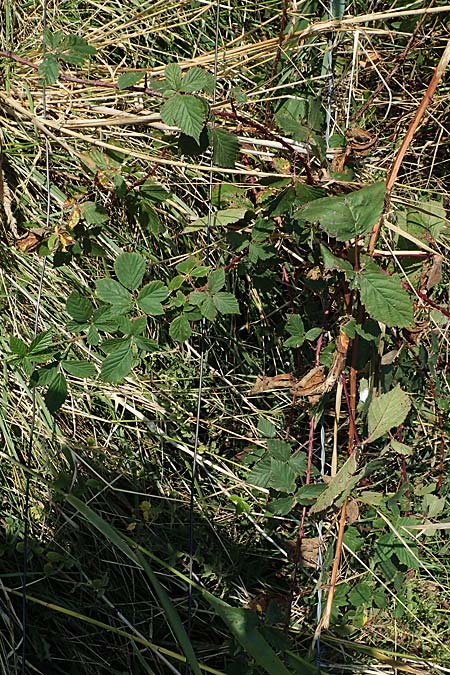 Rubus pseudothyrsanthus ? \ Falsche Straublten-Brombeere / False Grabowski's Bramble, D Hohwacht 14.9.2021