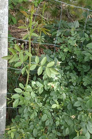 Rosa elliptica \ Keilblttrige Rose / Wedge-Leaved Rose, D Großheubach am Main 20.6.2016