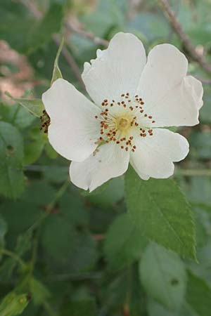 Rosa elliptica \ Keilblttrige Rose / Wedge-Leaved Rose, D Großheubach am Main 20.6.2016
