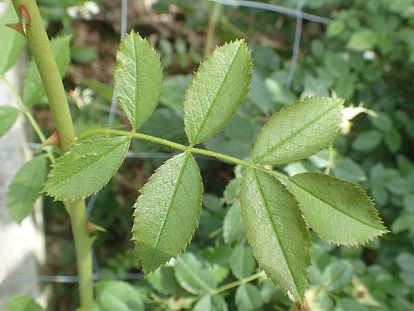 Rosa elliptica \ Keilblttrige Rose / Wedge-Leaved Rose, D Großheubach am Main 20.6.2016