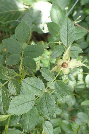 Rosa elliptica \ Keilblttrige Rose / Wedge-Leaved Rose, D Großheubach am Main 20.6.2016