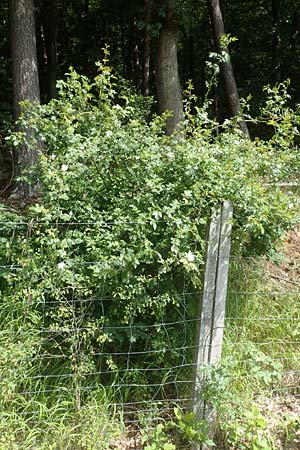 Rosa elliptica \ Keilblttrige Rose / Wedge-Leaved Rose, D Großheubach am Main 20.6.2016