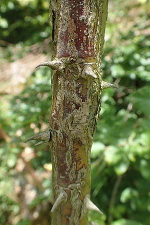 Rosa elliptica \ Keilblttrige Rose / Wedge-Leaved Rose, D Großheubach am Main 20.6.2016