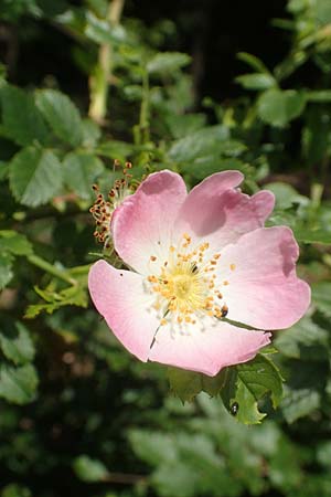 Rosa elliptica \ Keilblttrige Rose / Wedge-Leaved Rose, D Großheubach am Main 20.6.2016