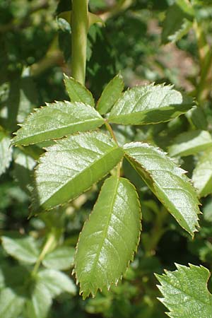 Rosa elliptica \ Keilblttrige Rose / Wedge-Leaved Rose, D Großheubach am Main 20.6.2016