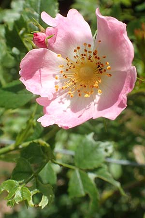 Rosa elliptica \ Keilblttrige Rose / Wedge-Leaved Rose, D Großheubach am Main 20.6.2016